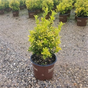 3 Gal. Golden Oakland Holly Tree with Pyramidal Yellow and Green Variegated Foliage