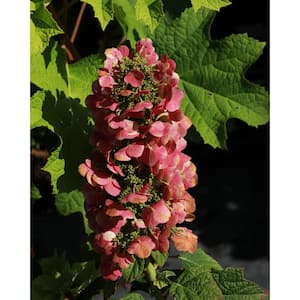 2 Gal. Ruby Slippers Hydrangea Shrub with Red Flower