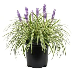 2.5 qt. Variegated Liriope (Liriope Muscari) - Live Perennial Lilyturf Groundcover Grass