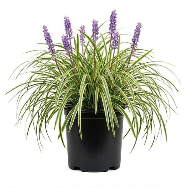 2.5 qt. Variegated Liriope (Liriope Muscari) - Live Perennial Lilyturf Groundcover Grass