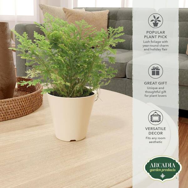 Arcadia Garden Products 4 in. Frosty Fern Plant in Beige Pot Cover Planter  LV109