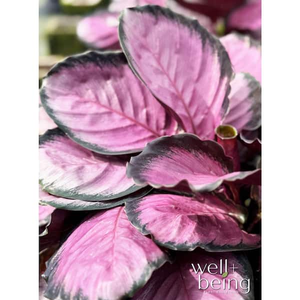 NATURE'S WAY FARMS 1.72 Gal. Rosy Calathea Indoor Tropical
