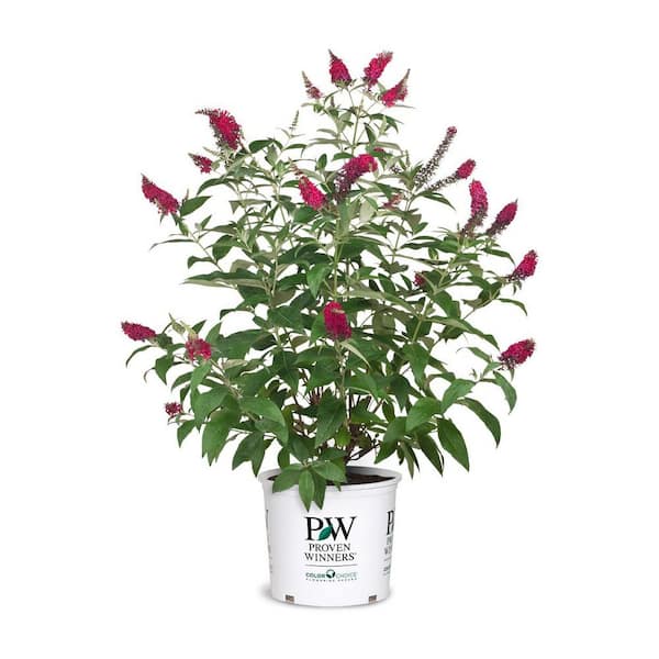 PROVEN WINNERS Proven Winner 2 Gal. Buddleia Miss Molly Plant