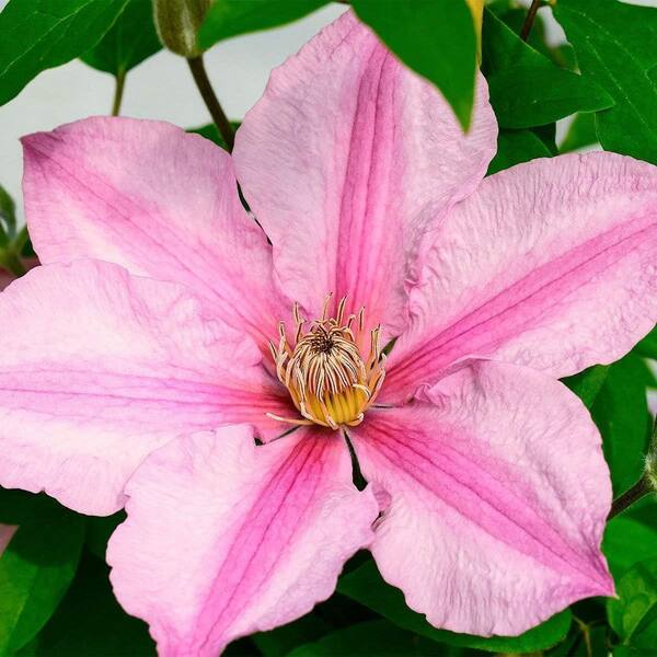 Wekiva Foliage Clematis Sally-2 Live Plants in 3.5 in. Growers Pots-Beautiful and Rare Starter Vines Ready for The Garden
