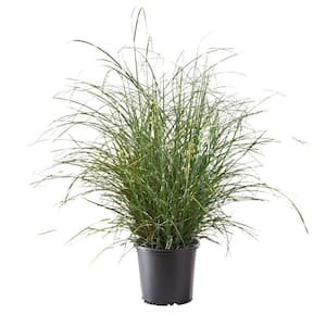 2.25 Gal. Little Zebra Miscanthus Grass Plant