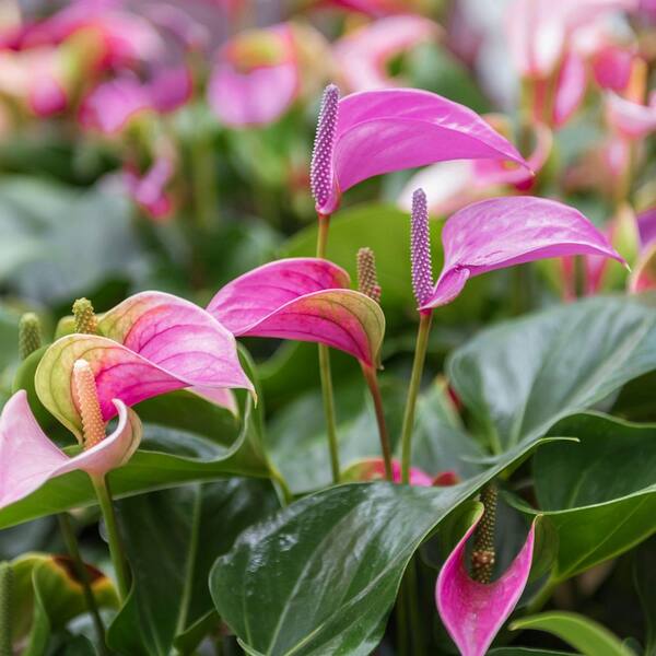 national PLANT NETWORK 6 in. Anthurium Baby Purple Plant in Grower