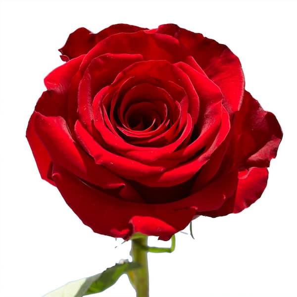 Globalrose 100 Stems - Fresh Cut Red Roses - Delivery for