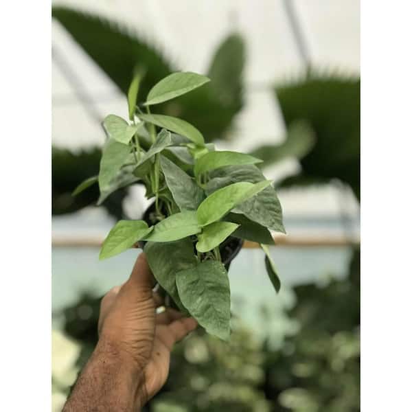 Wekiva Foliage Cebu Blue Pothos-Live Plant in a 4 Inch Pot-Epipremnum pinnatum 'Cebu Blue'-Houseplants Straight from The Nursery