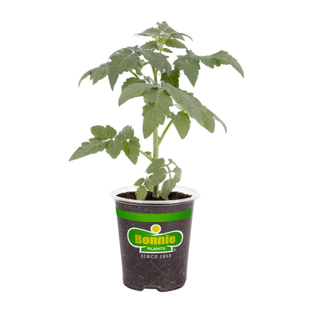 Bonnie Plants 19 oz. Goliath Tomato Bush Plant 1003800470 - The Home Depot