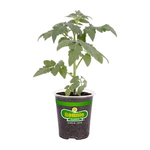19 oz. Goliath Tomato Bush Plant