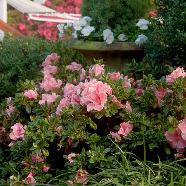 ENCORE AZALEA 1 Gal. Autumn Sunburst Azalea Shrub with Coral