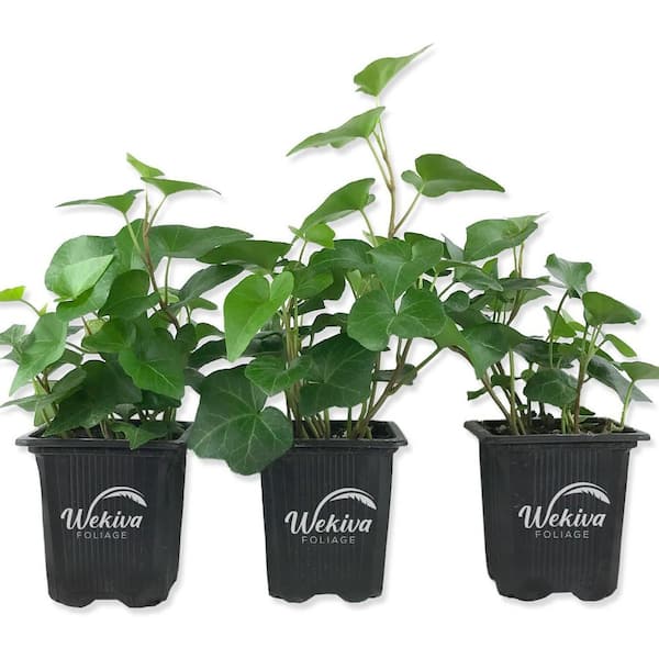 Wekiva Foliage Green English Ivy-3 Live Plants in 3 in. Pots-Hedera Helix-Beautiful Easy Care Air Purifying Houseplant Vine