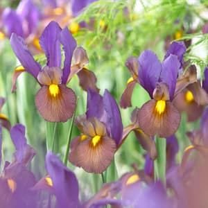 8/9 cm, Eye of the Tiger Dutch Iris Hollandica Flower Bulbs (Bag of 100)