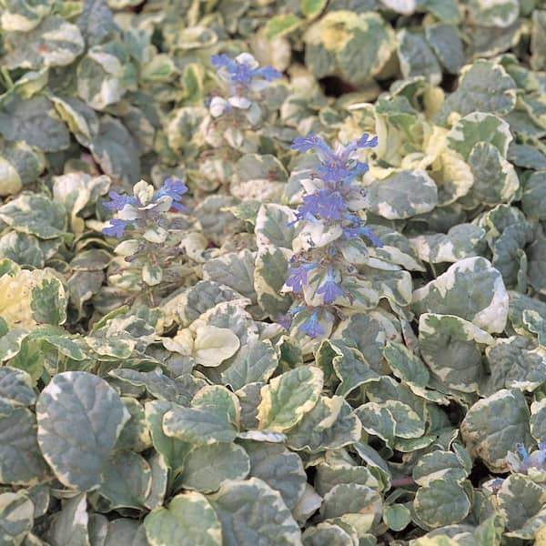 ALTMAN PLANTS 1-Pint Variegated Bugleweed Plant 101 - The Home Depot