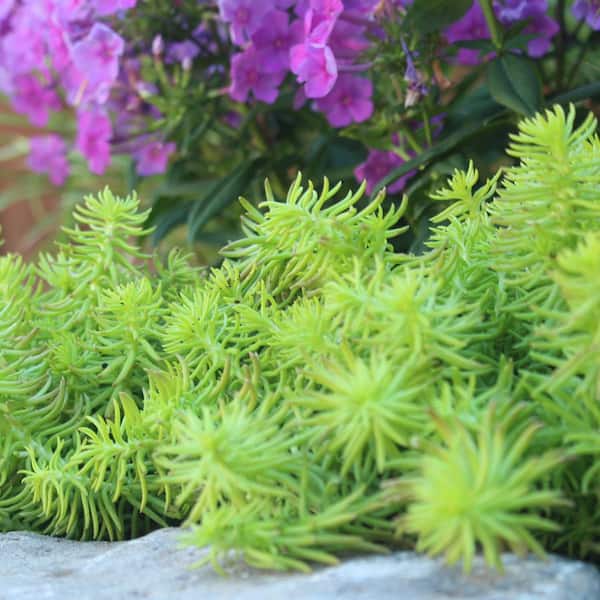 【take】groundcover Acornhouse3.45 ホワイト METROLINA GREENHOUSES #4 1 Pt. Angelina Yellow Sedum Ground