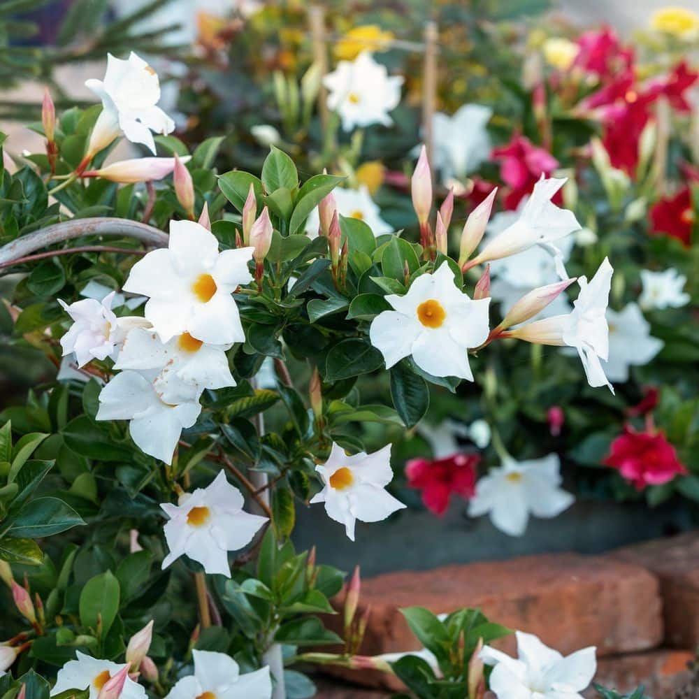 4 in. Mandevilla Plant with White Flowers (12-Pack) price history on PriceWatchPro