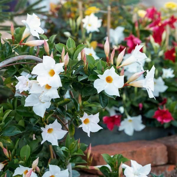 4 in. Mandevilla Plant with White Flowers (12-Pack)