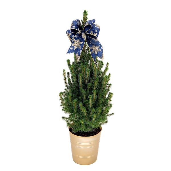 Unbranded 7 in. Holiday Dwarf Alberta Spruce in Gold Pot with Blue Holiday Bow (Approximate Plant Shipping Height 15-18 in.)