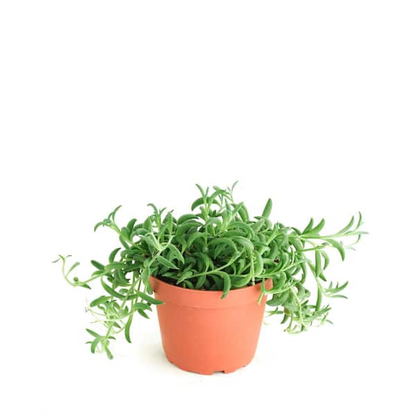 Shop Succulents String of Bananas Hanging Succulent, Senecio Radicans, Fully Rooted Live 4 in. Succulent Plant