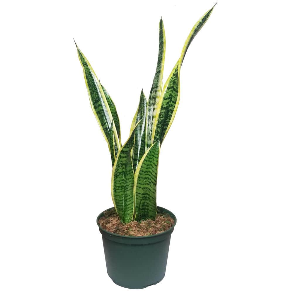 Sansevieria Snake Plant in 6 in. Growers Pot SanYel006 - The Home Depot