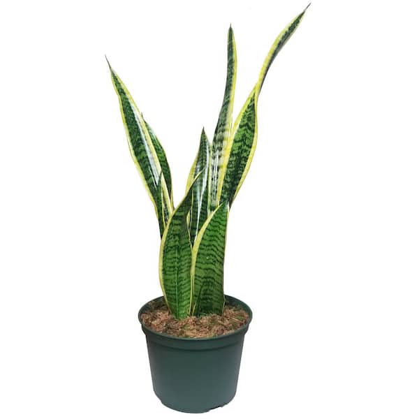 Unbranded 6 in. Snake Plant Sansevieria Golden Flame in Deco Container