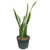 snake plant mother in law's tongue sansevieria Sansevieria trifasciata Futura Superba, Snake Plant main image 0
