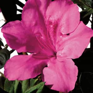 3 Gal. Autumn Sangria Encore Azalea Shrub with Neon Pink Reblooming Flowers