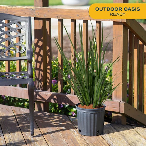 Outdoor Dietes Iris Giant Plant in 9.25 in. Grower Pot, Avg. Shipping Height 2 ft. to 3 ft. Tall