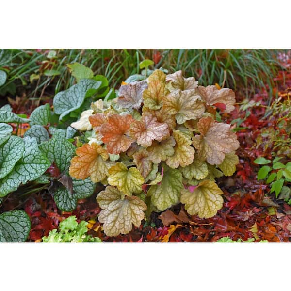 PROVEN WINNERS 0.65 Gal. Dolce Toffee Tart Coral Bells (Heuchera) Live Plant, Amber Foliage