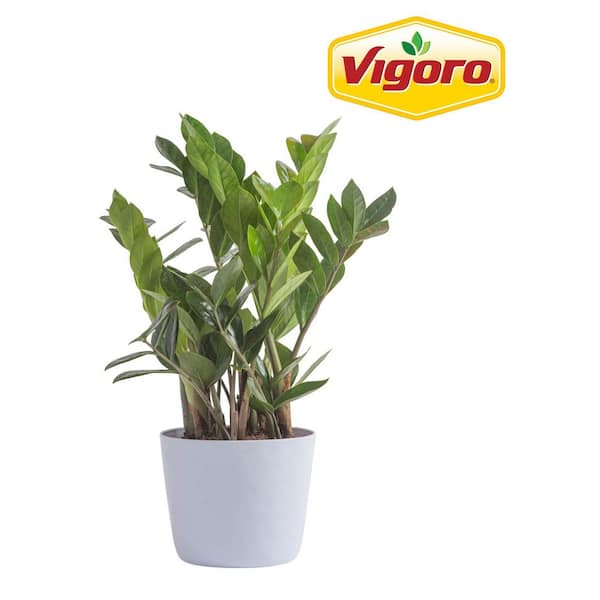 Vigoro Zamioculcas Zamiifolia ZZ Indoor Plant in 6 in. White Decor Planter, Average Shipping Height 1-2 ft.