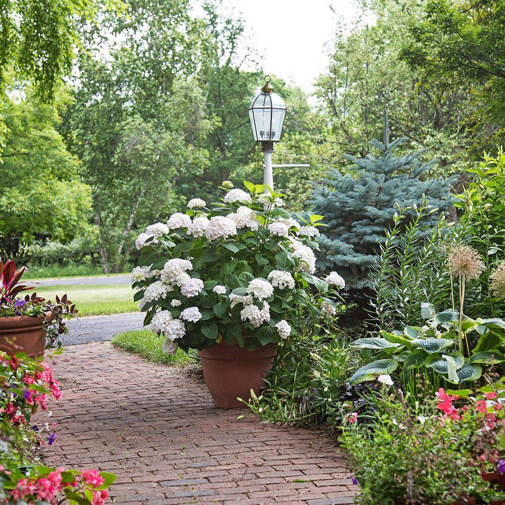 3 gal. Hydrangea Endless Summer Blushing Bride Live Shrub
