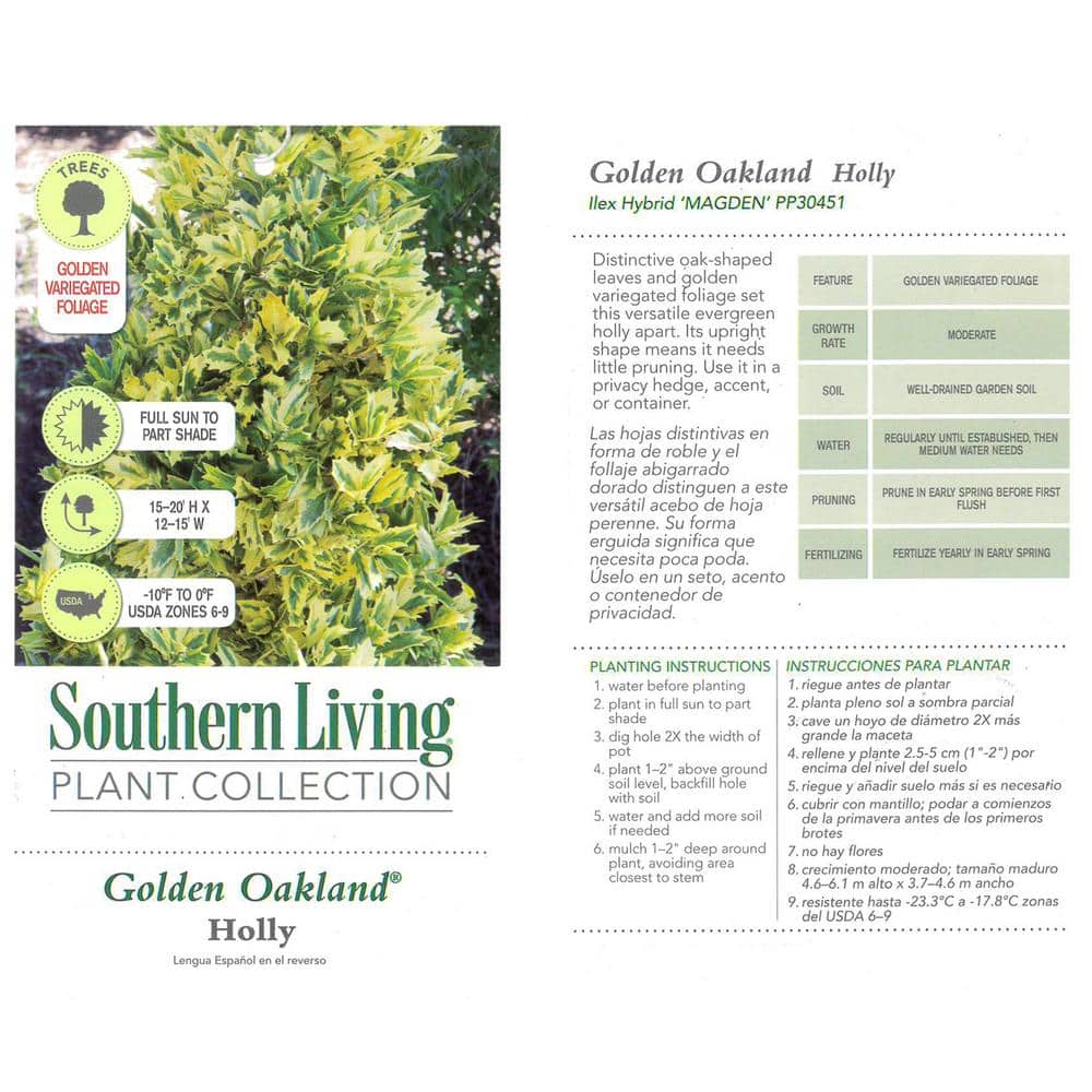 Golden Oakland Holly 3-Gallon Evergreen Shrub