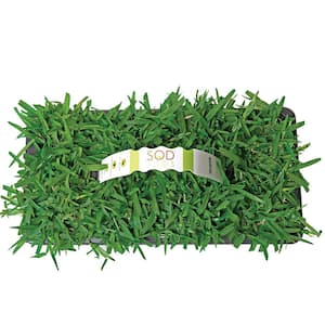 St Augustine Palmetto Grass Plugs (16-Count) Natural, Affordable Lawn Improvement