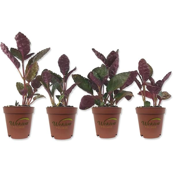 Wekiva Foliage Purple Waffle Plant-4 Live Starter Plants in 2 in. Pots-Hemigraphis Alternata-Rare and Elegant Indoor Houseplant