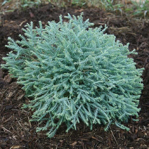 2 Gal. Pancake Arborvitae (Thuja Occidentalis) Evergreen Shrub with Low-Growing Blue-Green Foliage
