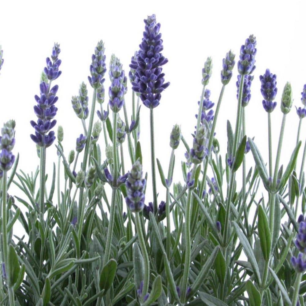 pure-beauty-farms-lavender-