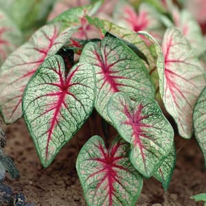Caladiums Fancy Leaf White Queen Bulbs (Set of 6)