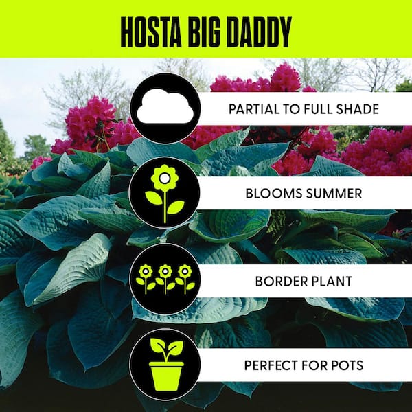 White and Lavender Hosta Big Daddy Roots (3-Pack)