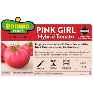 19 oz. Pink Girl Tomato Plant