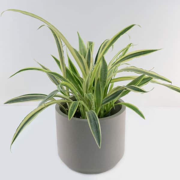 national PLANT NETWORK 10 in. Lauren Snake Plant HD2566 - The Home Depot