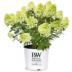 2 Gal. Little Lime Punch Hydrangea Shrub with White, Green, and Pink Bloom
