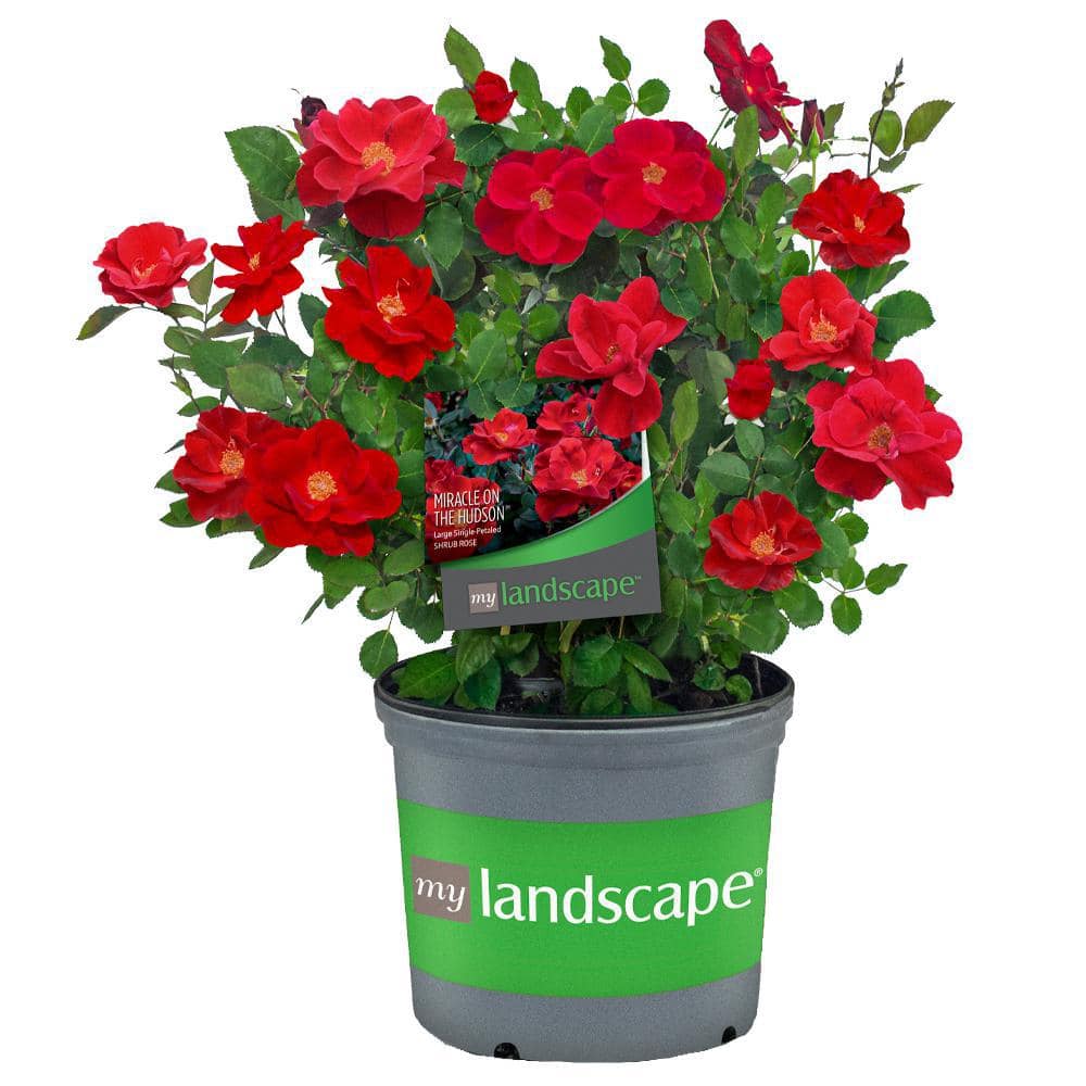 MY LANDSCAPE 2 Gal. Miracle on the Hudson with Red Flowers 17556 - The ...