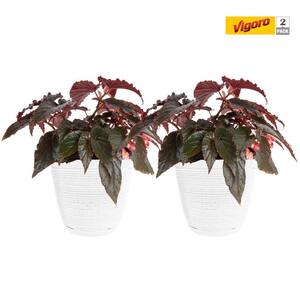 6 in. Grower's Choice Begonia Indoor Plant in Small White Ribbed Plastic Decor Planter (2-Pack)