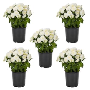 1.5 PT. White Mum Chrysanthemum Perennial Plant (5-Pack)