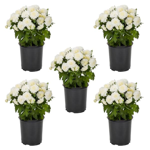 METROLINA GREENHOUSES 1.5 PT. White Mum Chrysanthemum Perennial Plant (5-Pack)