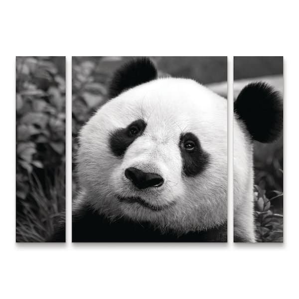 Trademark Fine Art SD Smart Giant Panda 3-Piece Panel Set Unframed Photography Wall Art 30 in. x 41 in.