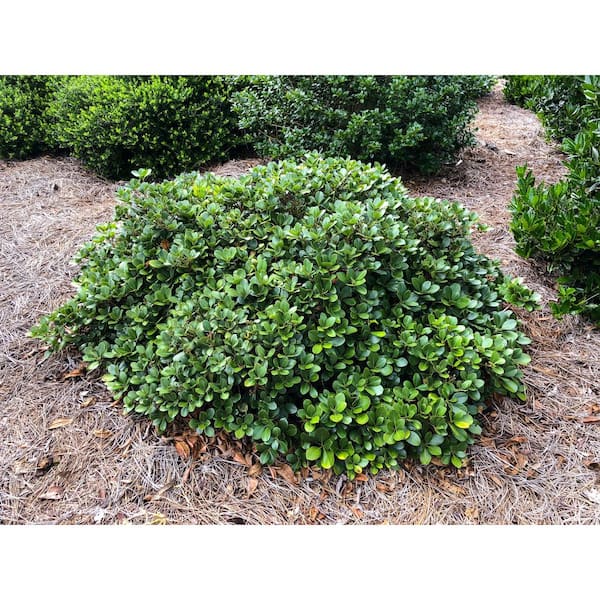 SOUTHERN LIVING 2 Gal. Clean Sweep Snowbank Indian Hawthorn - Live