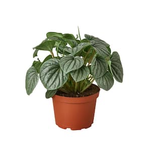Peperomia Frost Plant in 6 Plant in. Grower Pot