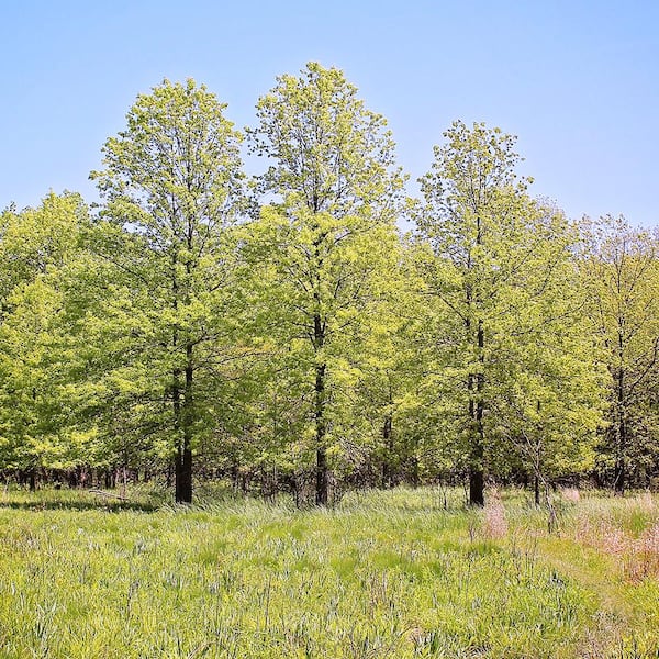 Unbranded - 1 Gal. Pin Oak Deciduous Shade Tree