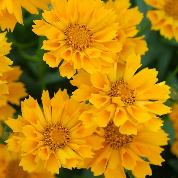ALTMAN PLANTS Yellow Coreopsis Jethro Tull (Tickseed) Blooming
